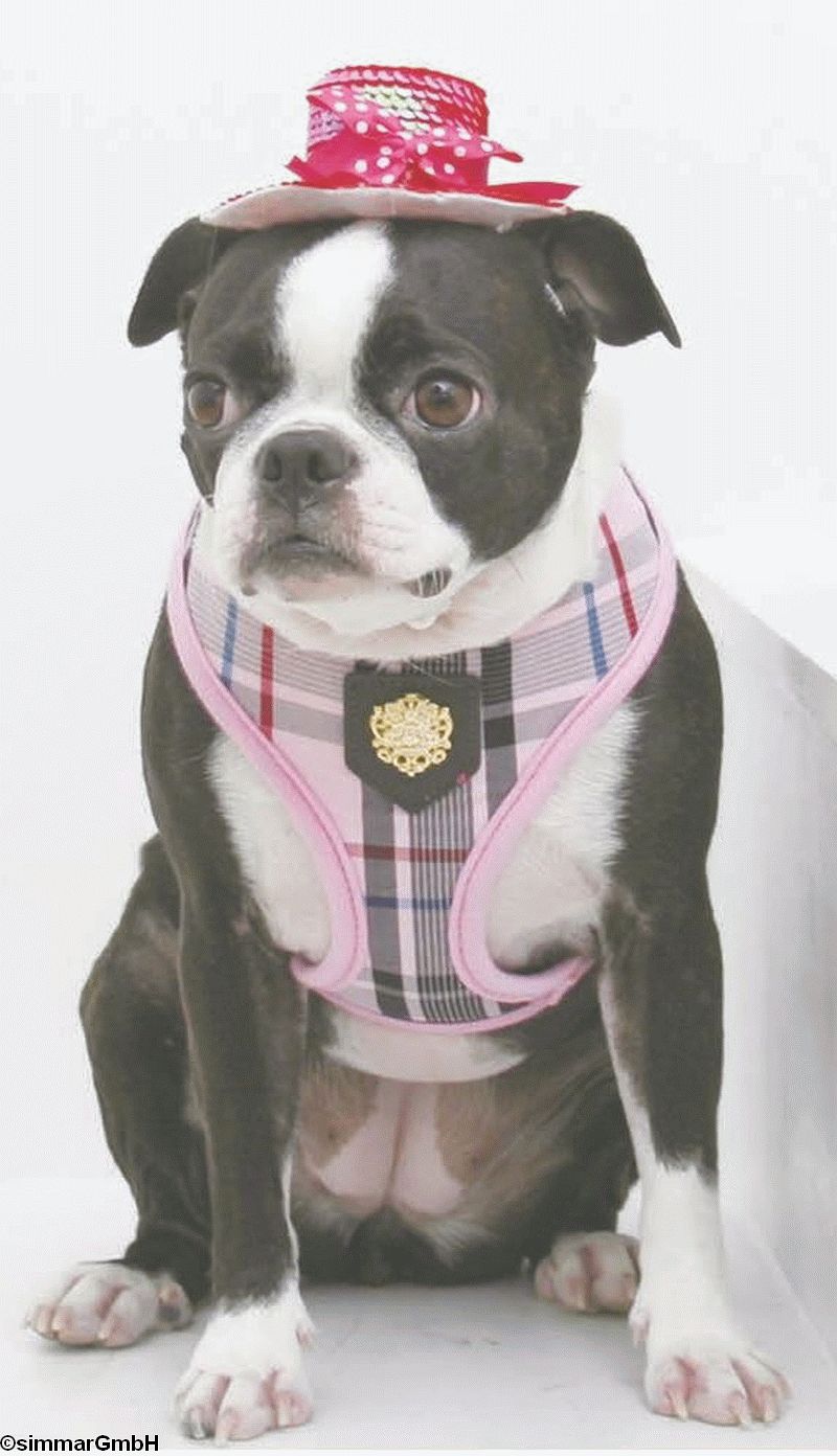 Junior Puppia Dog Harness B Gr. XS - XL - zum Schliessen ins Bild klicken