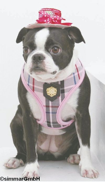 Junior Puppia Dog Harness B Gr. XS - XL